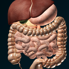 Órganos 3D (anatomía)