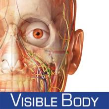 visible body